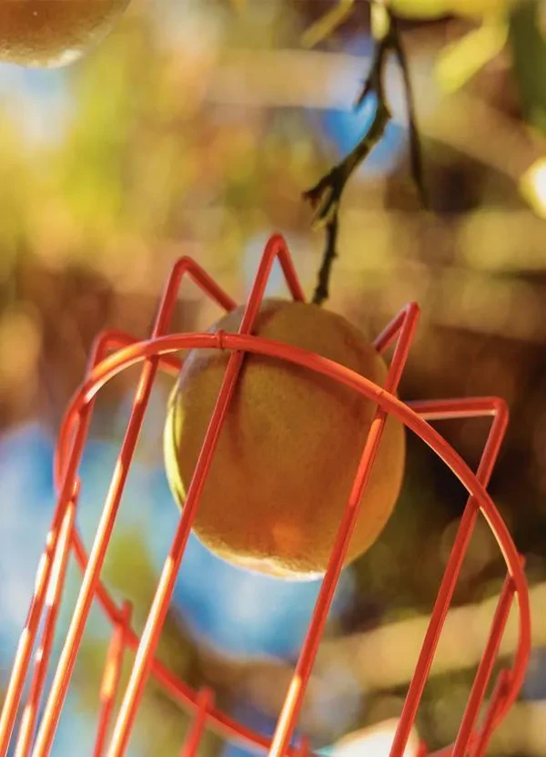 Tramontina - Colhedor de Frutas Pequeno sem Cabo 1 Peça 2