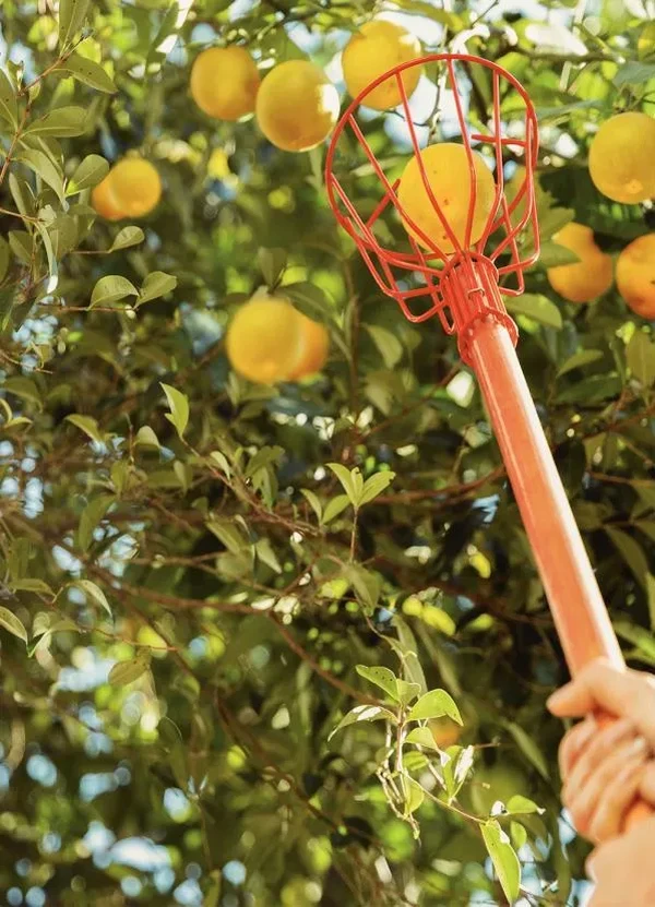 Tramontina - Colhedor de Frutas Pequeno sem Cabo 1 Peça 3