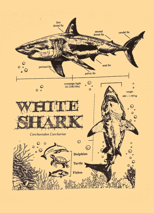 Pulla Bulla - Camiseta Meia Malha Amarelo 2