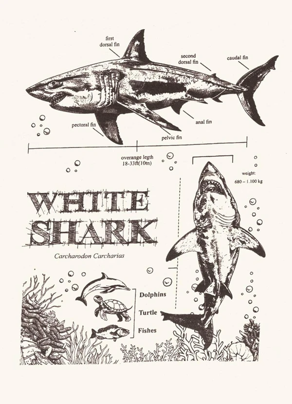 Pulla Bulla - Camiseta Meia Malha Bege 4